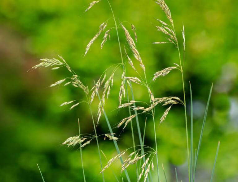 Helictotrichon sempervirens